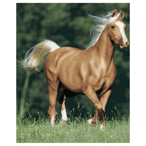 طرح حیوانات مدل اسب کد 26063